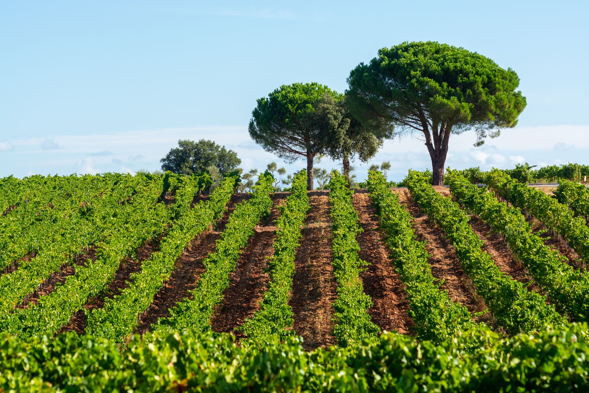 Rows of ripe syrah wine grapes plants on vineyards in Cotes  de Provence, region Provence, south of France